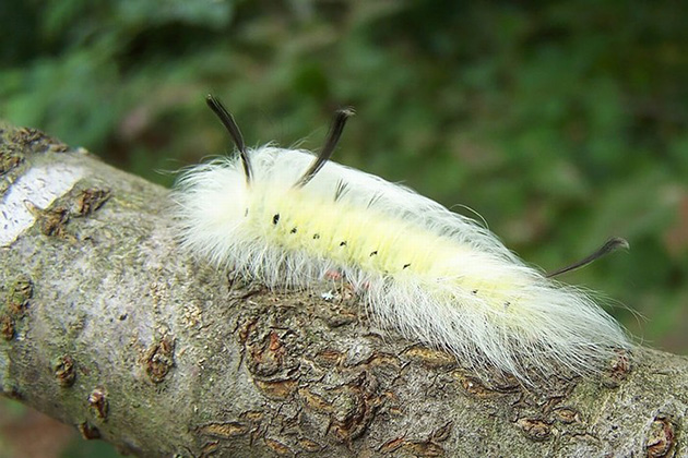 Caterpillar Transformations