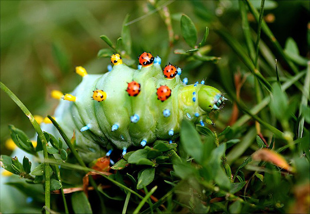 Caterpillar Transformations
