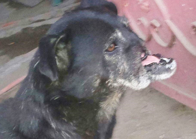 Dog-Lost-His-Nose