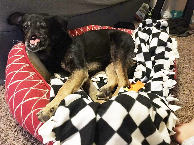 Dog-Lost-His-Nose