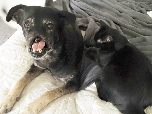 Dog-Lost-His-Nose
