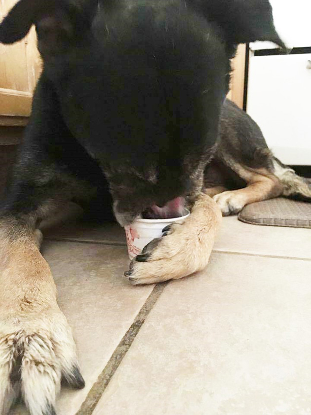 Dog-Lost-His-Nose