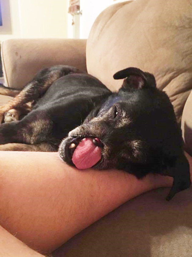 Dog-Lost-His-Nose