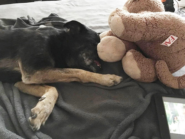 Dog-Lost-His-Nose