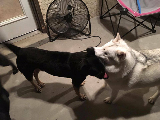 Dog-Lost-His-Nose