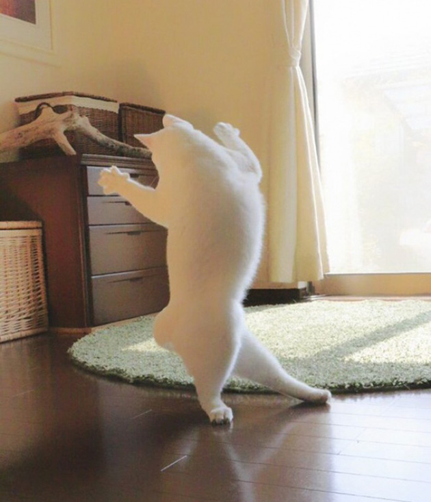 cat-dances-like-a-ballerina