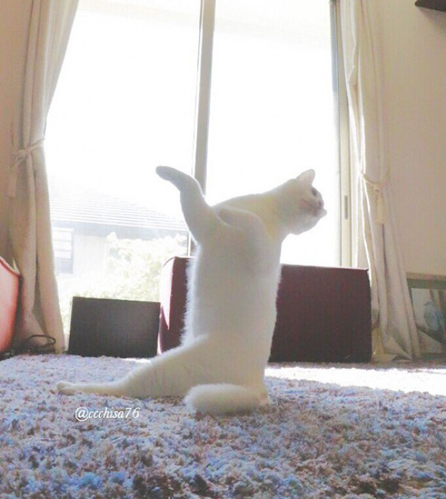 cat-dances-like-a-ballerina