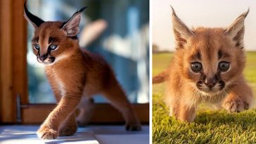 cute baby caracals