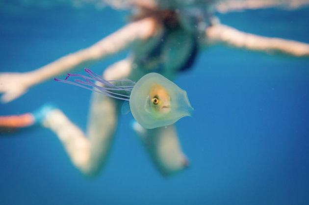 fish-trapped-inside-jellyfish-1