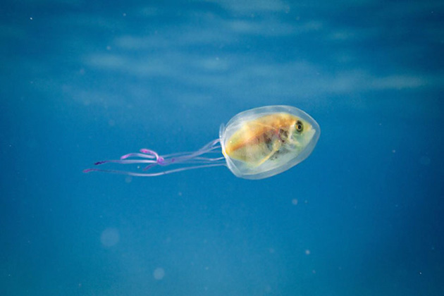 fish-trapped-inside-jellyfish-2