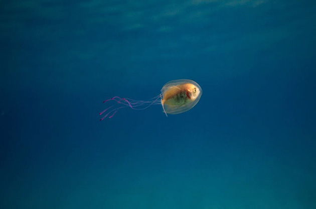 fish-trapped-inside-jellyfish-3