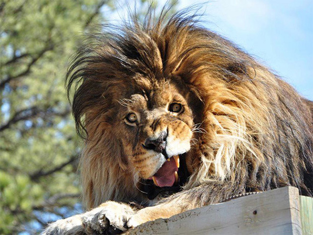 funny-animals