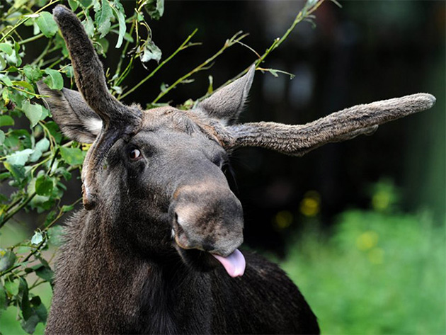 funny-animals