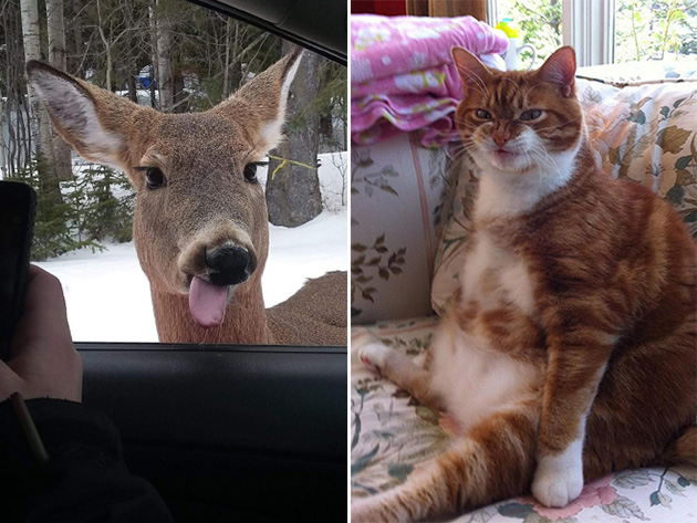 funny-animals