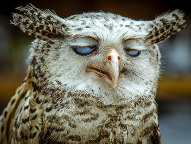 funny-animals