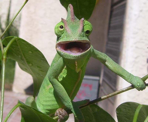 funny-animals