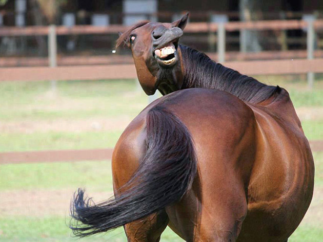 funny-animals