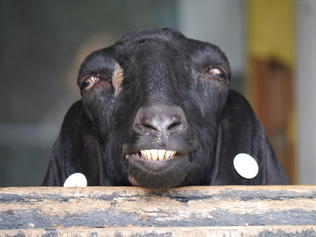 funny-animals