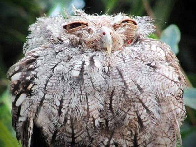 funny-animals