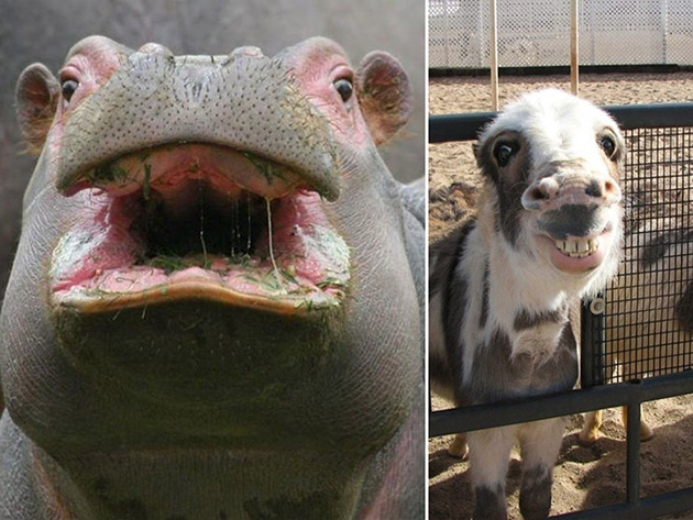 funny-animals