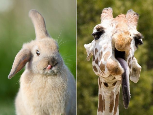 funny-animals