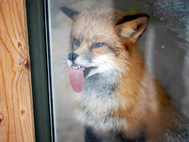 funny-animals