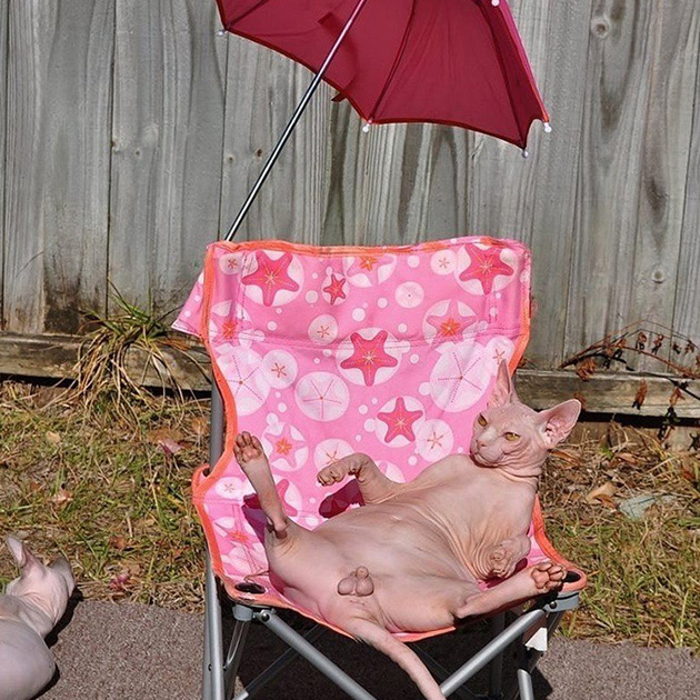 funny-animals