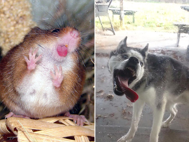 funny-animals