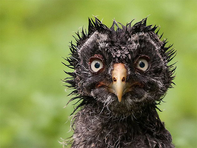 funny-animals