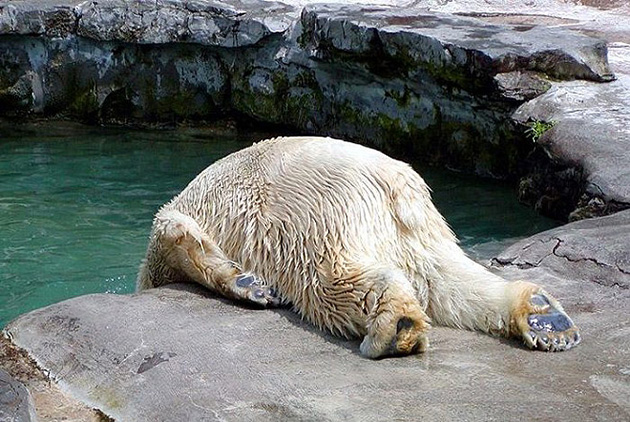 funny-animals