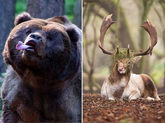 funny-animals
