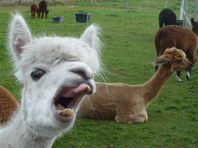 funny-animals