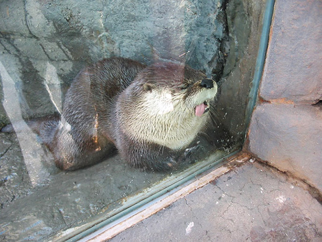 funny-animals