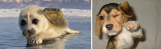  Seal Looks Like Dog