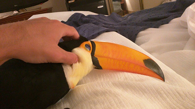 toucan-naps