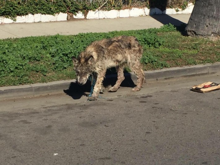 wolf-dog-rescue