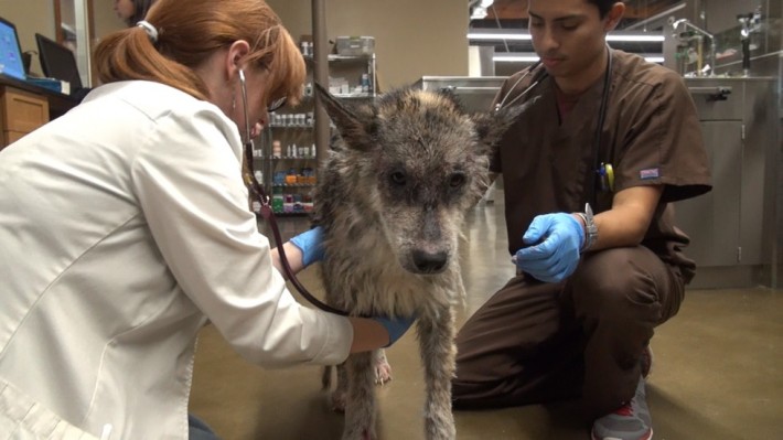 wolf-dog-rescue