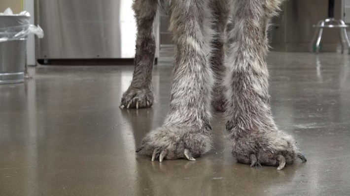 wolf-dog-rescue