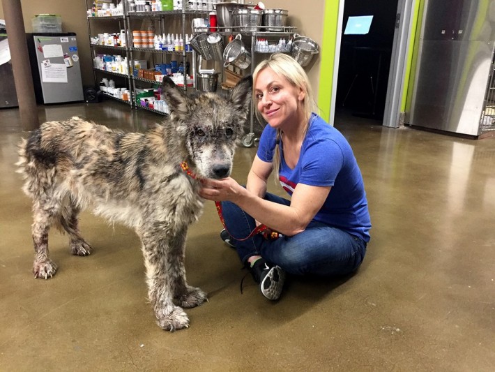wolf-dog-rescue