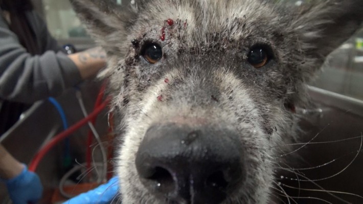 wolf-dog-rescue