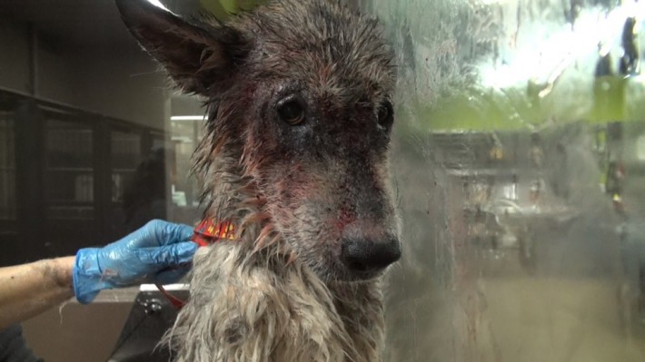 wolf-dog-rescue