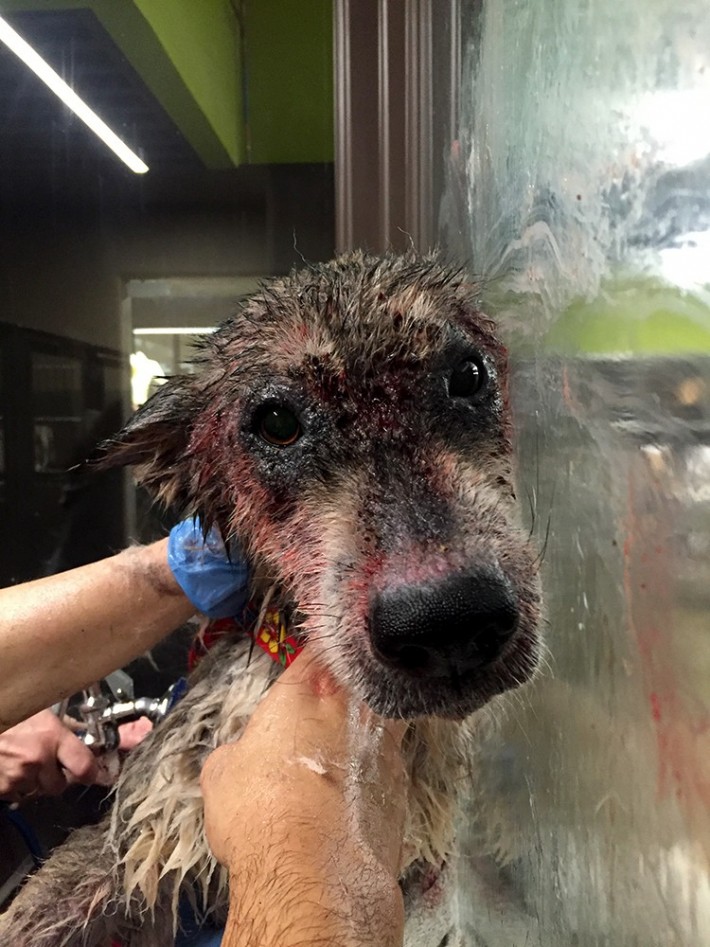 wolf-dog-rescue