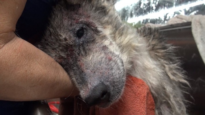 wolf-dog-rescue