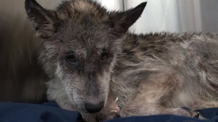 wolf-dog-rescue