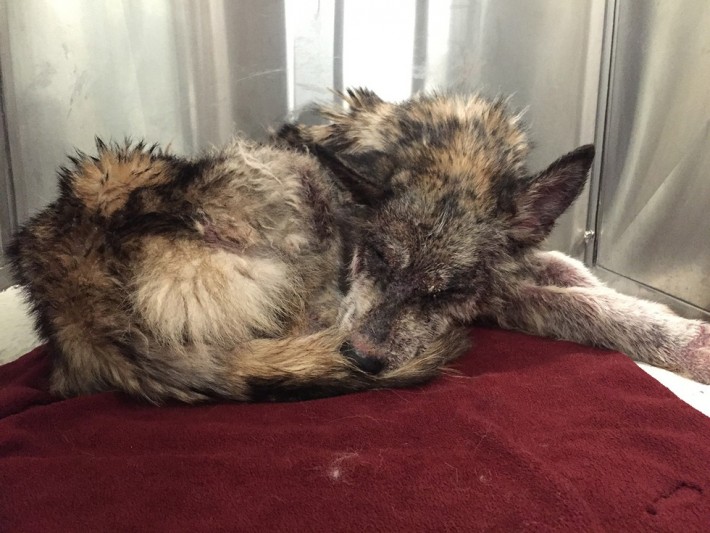 wolf-dog-rescue