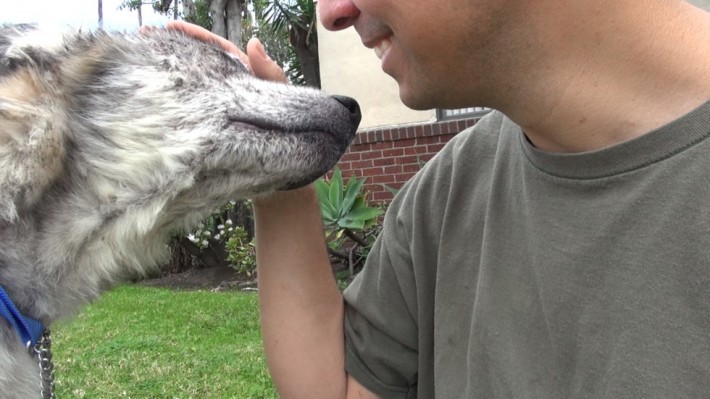 wolf-dog-rescue