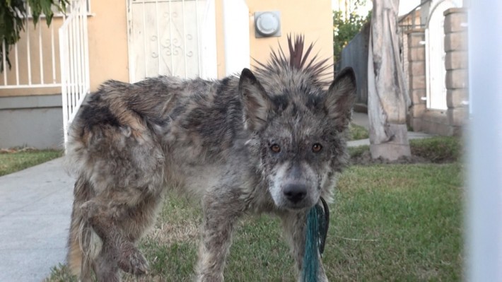 wolf-dog-rescue