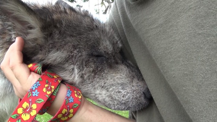 wolf-dog-rescue