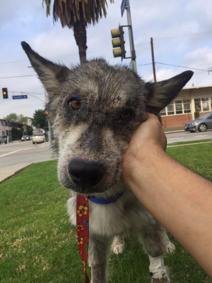 wolf-dog-rescue
