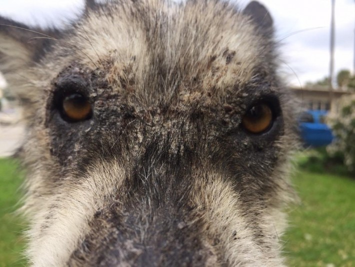 wolf-dog-rescue